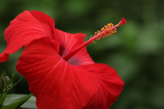 Exploring Hibiscus in Tea: Uses and Benefits
