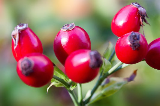 Roses vs. Rosehips: Navigating the Blossom of Health and Flavor
