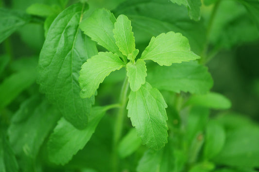 Stevia in Teas: The Sweetener You've Been Waiting For