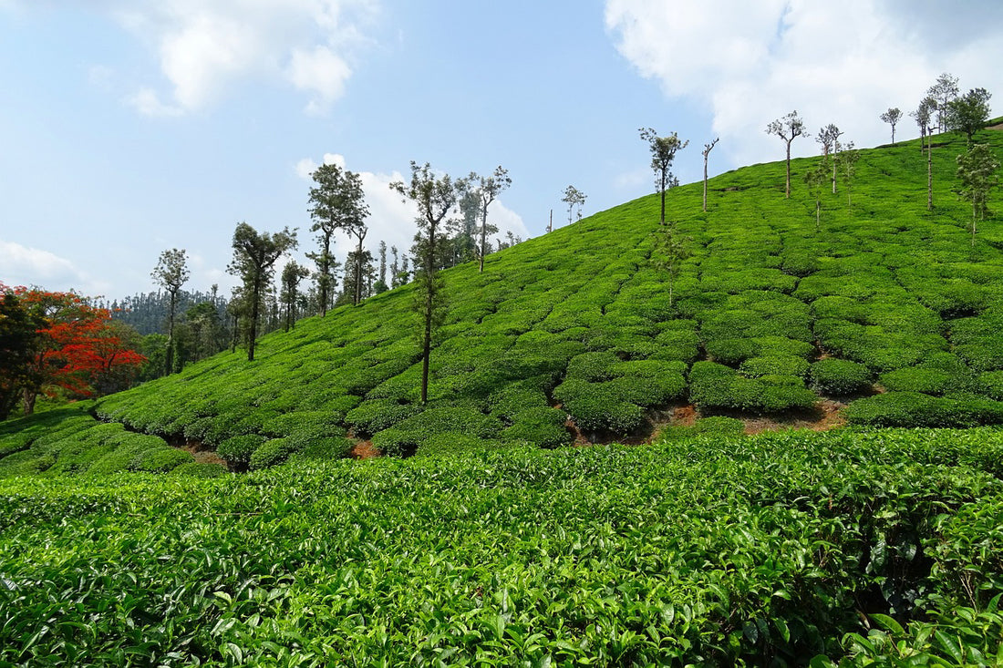 Sipping Serenity in the Beauty of Indian Tea Gardens