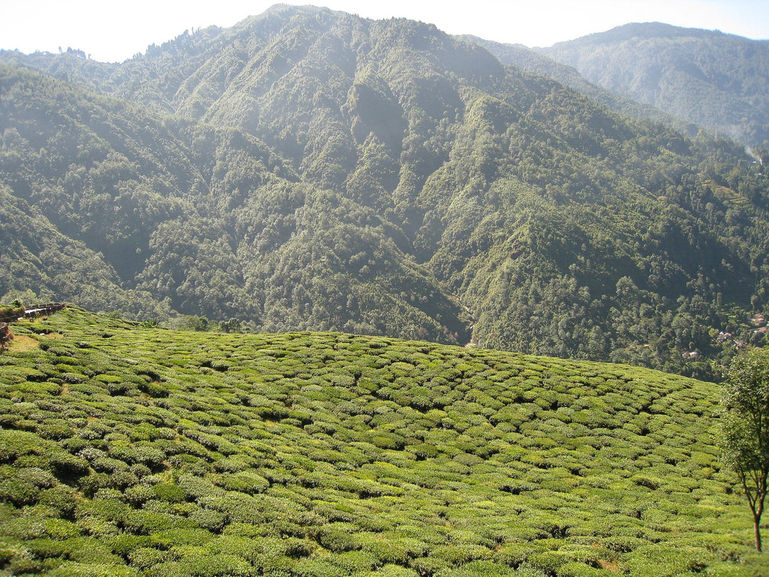 Darjeeling Tea: The Champagne of Teas?
